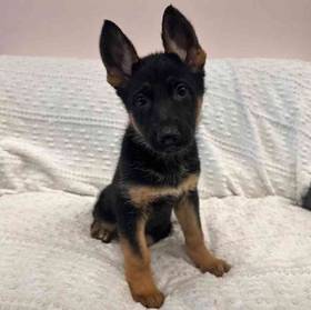 German Shepherd