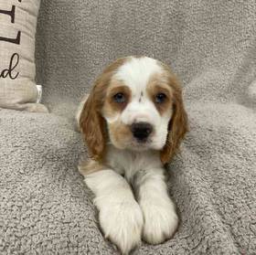 Cocker Spaniel