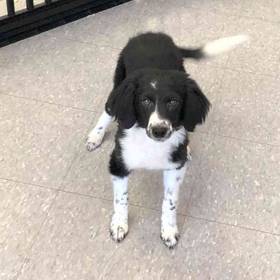 Border Collie-Poodle