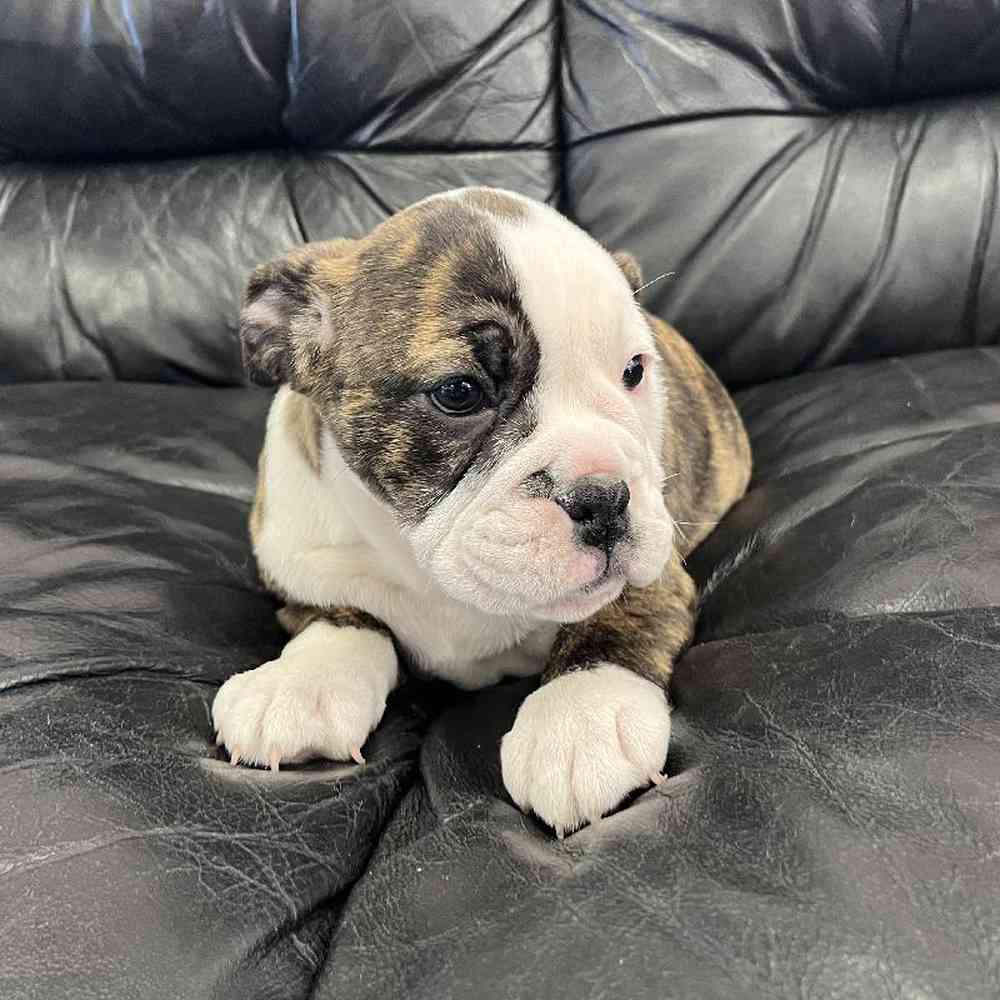 Female English Bulldog Puppy for Sale in West Warwick, RI