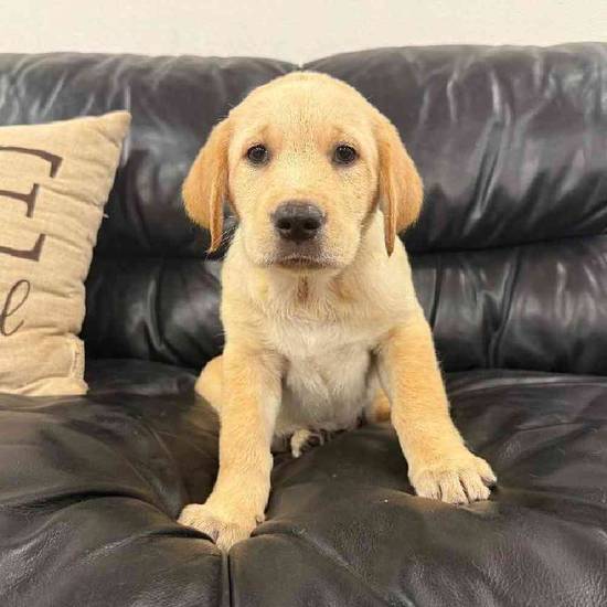 Golden Retriever Mix