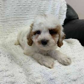 Cavapoo