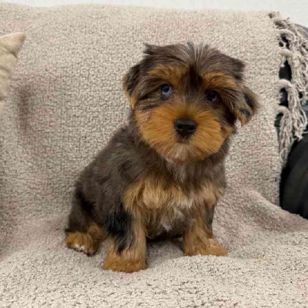 Image of a pet breed in the gallery