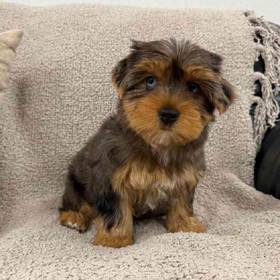 Yorkie Mix