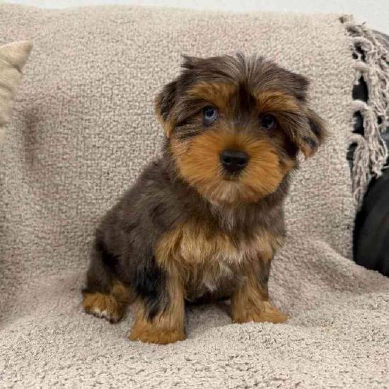 Yorkie Mix
