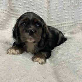 Cocker Spaniel