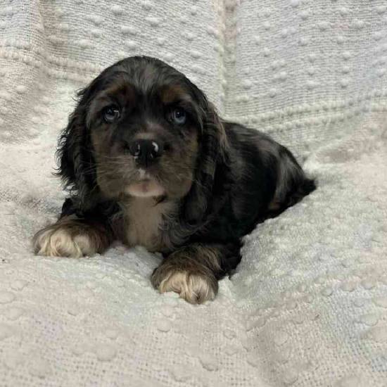 Cocker Spaniel