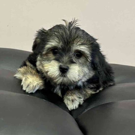 Havanese
