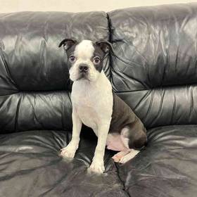 Boston Terrier
