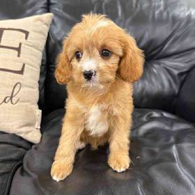 Cavapoo Mix