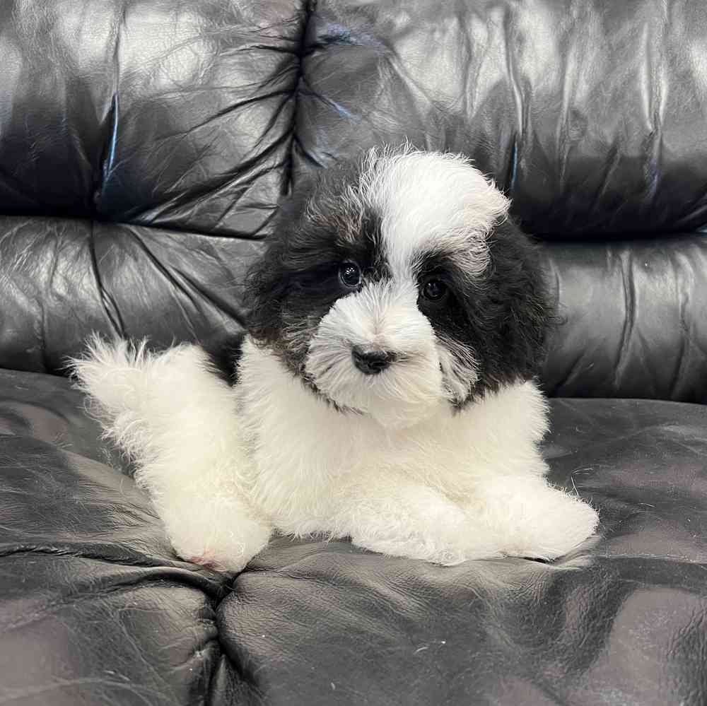 carousel pet images