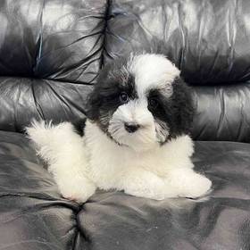 Maltipoo