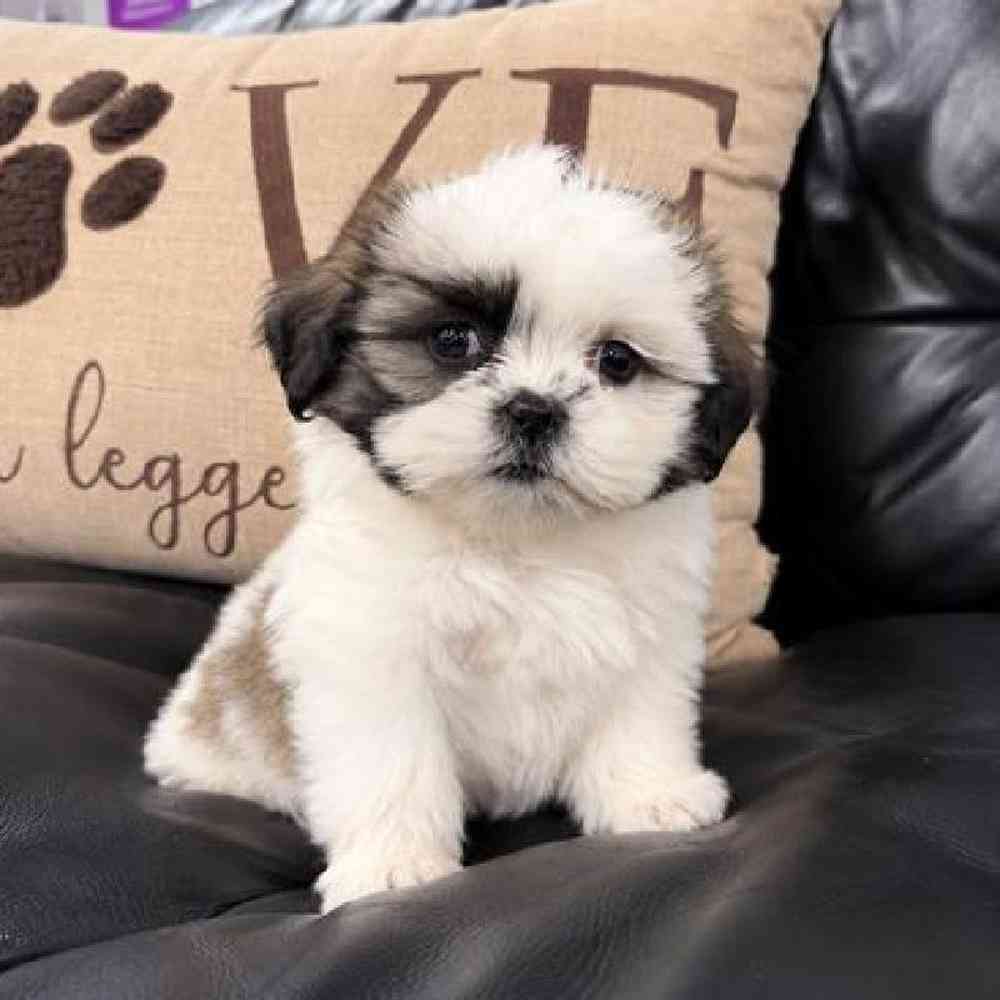 Image of a pet breed in the gallery