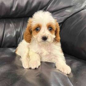 Cavapoo Mix