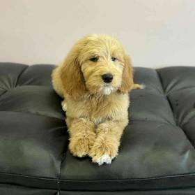 Goldendoodle