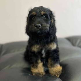 Cocker- Poo