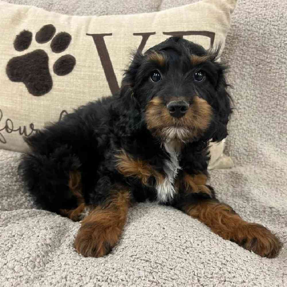 Cavapoo Puppy for sale - The Perfect Puppy West Warwick