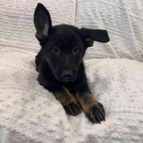 German Shepherd