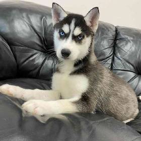 Husky