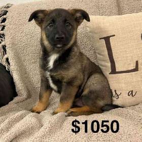 Elkhound Mix