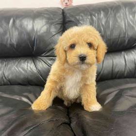 Mini Goldendoodle