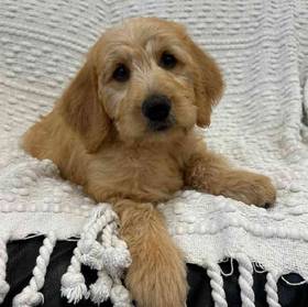 Labradoodle