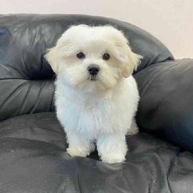 Maltese