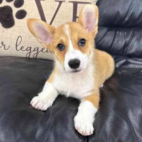 Pembroke Welsh Corgi