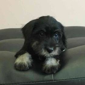 Mini Schnauzer