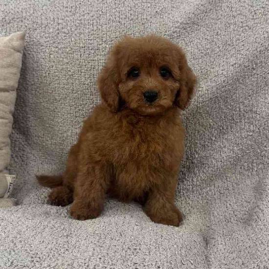 Cavapoo
