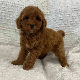 Cavapoo