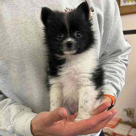 Pomeranian