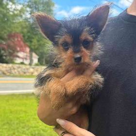 Yorkie
