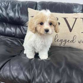 Cavachon