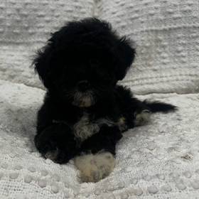 Yorkie Mix