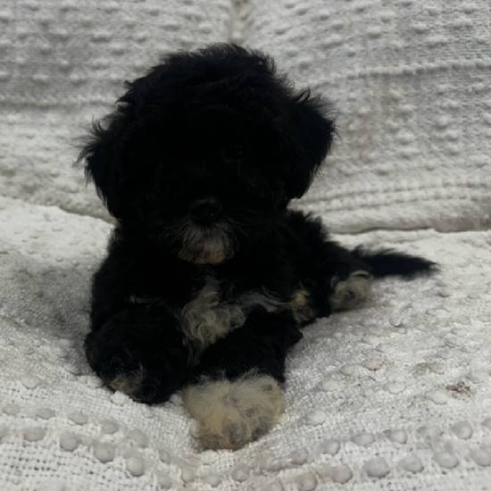 Yorkie Mix