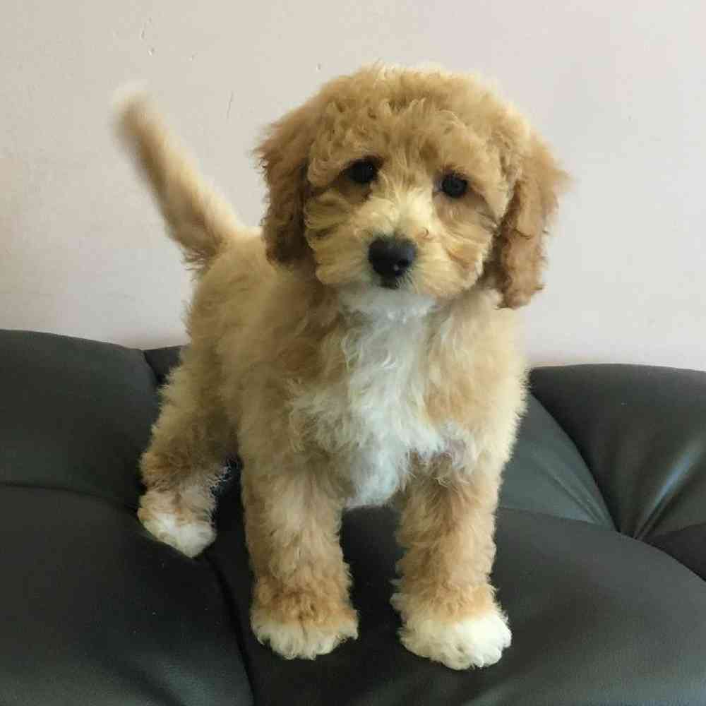 BichonPoo Puppy for sale The Perfect Puppy Plainville MA