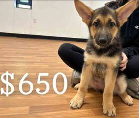 German Shepherd