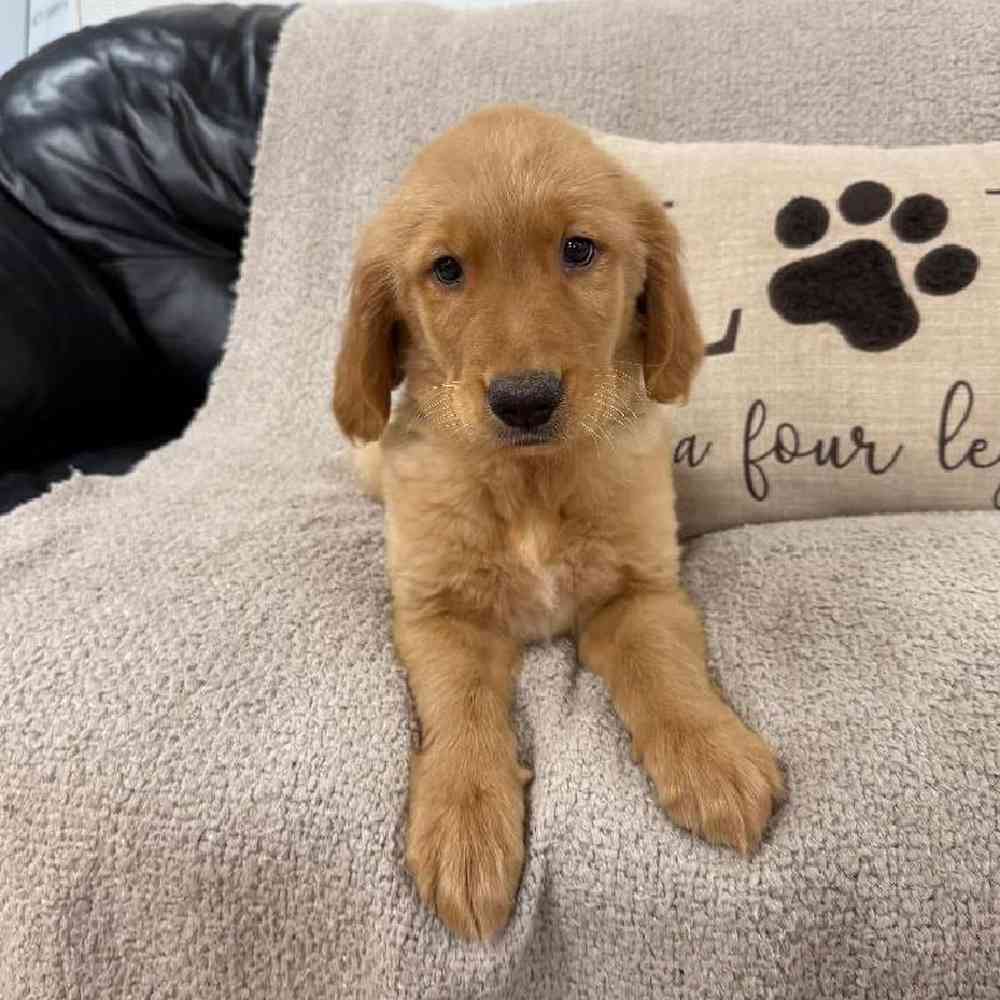Image of a pet breed in the gallery