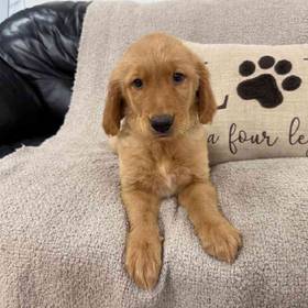Golden Retriever