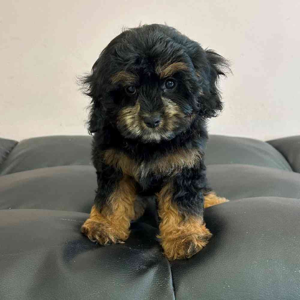 Cavapoo Puppy for sale - The Perfect Puppy Plainville MA