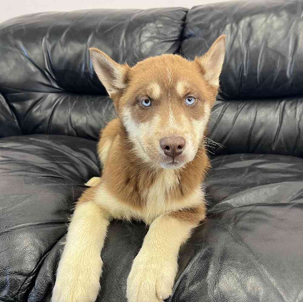 Male Husky Puppy for Sale in West Warwick, RI