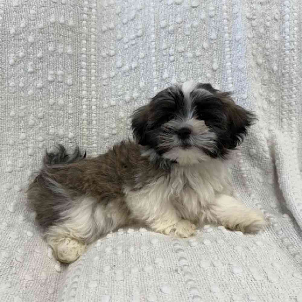 carousel pet images