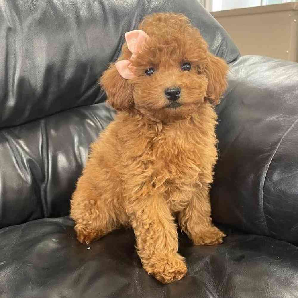 Female Mini Poodle Puppy for Sale in Scituate, RI