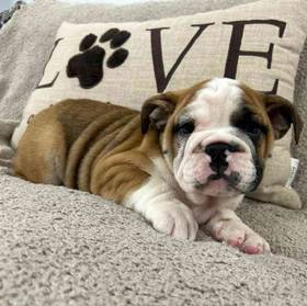English Bulldog