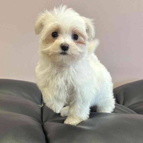 Maltese
