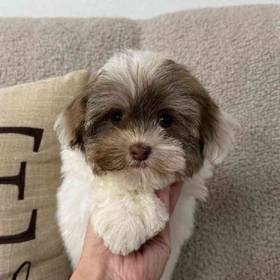 Havanese