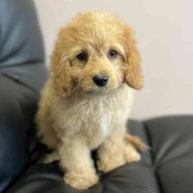 Cavapoo