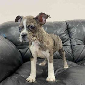 Boston Terrier