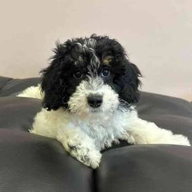 Mini Bernedoodle